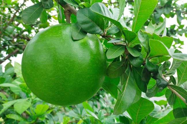 Ini adalah gambar buah maja. Bentuknya bulat dan berwarna hijau. Buah ini masih tergantung di pohon, dan di sekelilingnya terlihat daunnya yang berwarna hijau muda
